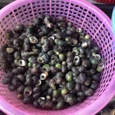 Tổng hợp- Quán Ăn Quán Gốc Gạo - Hải Sản & Đồ Nướng