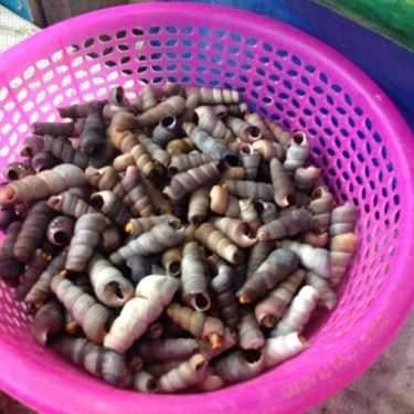 Tổng hợp- Quán Ăn Quán Gốc Gạo - Hải Sản & Đồ Nướng
