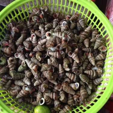 Tổng hợp- Quán Ăn Quán Gốc Gạo - Hải Sản & Đồ Nướng