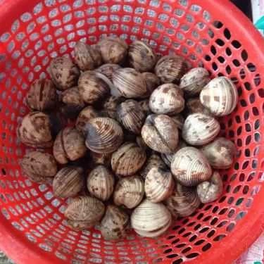 Tổng hợp- Quán Ăn Quán Gốc Gạo - Hải Sản & Đồ Nướng
