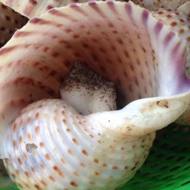 Tổng hợp- Quán Ăn Hải Sản Ghẹ Tuyển