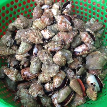 Tổng hợp- Quán Ăn Hải Sản Ghẹ Tuyển