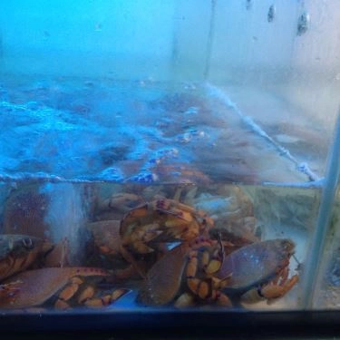 Tổng hợp- Quán Ăn Hải Sản Ghẹ Tuyển
