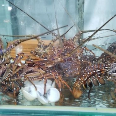 Tổng hợp- Quán Ăn Làng Chài Tháp Bà - Hải Sản Tươi Sống