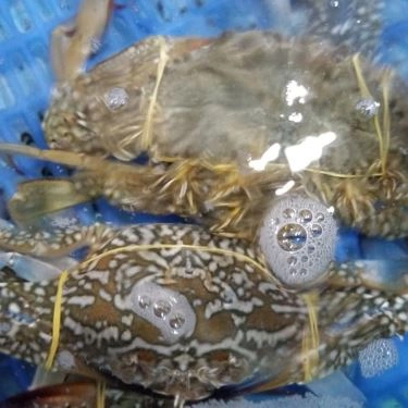 Tổng hợp- Quán Ăn Làng Chài Tháp Bà - Hải Sản Tươi Sống