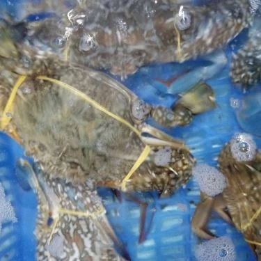 Tổng hợp- Quán Ăn Làng Chài Tháp Bà - Hải Sản Tươi Sống