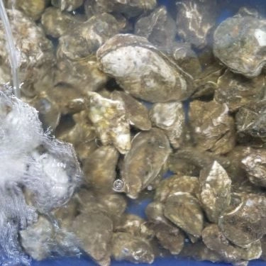 Tổng hợp- Quán Ăn Làng Chài Tháp Bà - Hải Sản Tươi Sống
