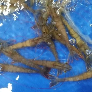 Tổng hợp- Quán Ăn Làng Chài Tháp Bà - Hải Sản Tươi Sống