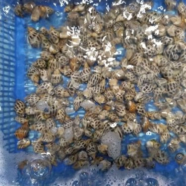 Tổng hợp- Quán Ăn Làng Chài Tháp Bà - Hải Sản Tươi Sống