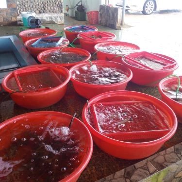Tất cả hình- Quán Ăn Hùng Mập - Gà Đèo Le & Hải Sản