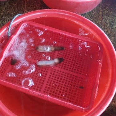 Tất cả hình- Quán Ăn Hùng Mập - Gà Đèo Le & Hải Sản