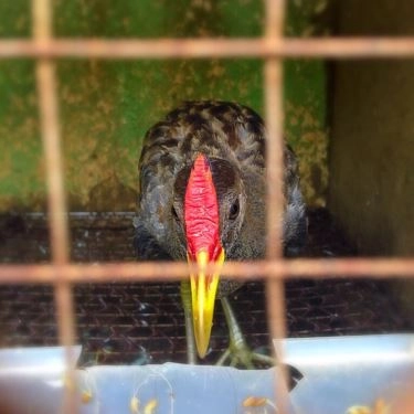 Món ăn- Quán Ăn Làng Quê - Các Món Ăn Đặc Sản