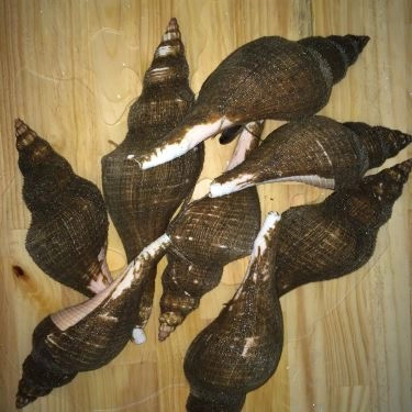 Tổng hợp- Quán Ăn Ốc Lạ - Cách Mạng Tháng 8