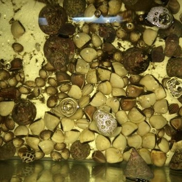 Tổng hợp- Quán Ăn Ốc Lạ - Cách Mạng Tháng 8