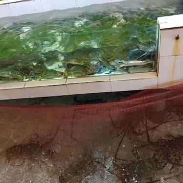 Tổng hợp- Quán Ăn Quán Ra Khơi - Hải Sản Tươi Sống