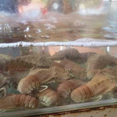 Tổng hợp- Quán Ăn Quán Ra Khơi - Hải Sản Tươi Sống