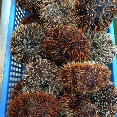 Tổng hợp- Quán Ăn Săn Bắn Cá - Quán Nhậu Bình Dân