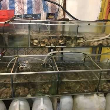 Tổng hợp- Quán Ăn Quán Việt - Gỏi Cá Trích & Các Món Nướng