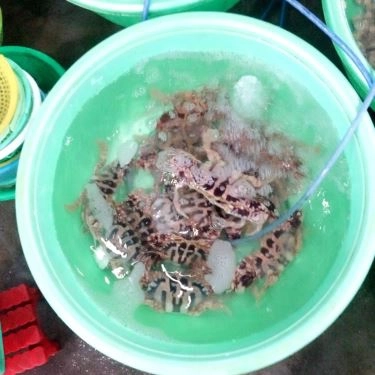 Tổng hợp- Quán Ăn Hải Sản Việt Quắn