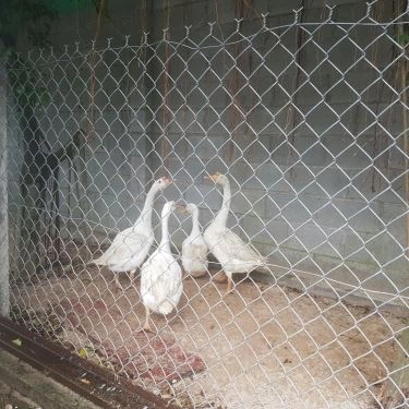 Tổng hợp- Quán Ăn Quán Vịt Cu Chì