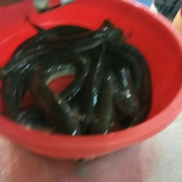 Tổng hợp- Quán Ăn Rau Đắng - Lẩu Cá Bống Kèo