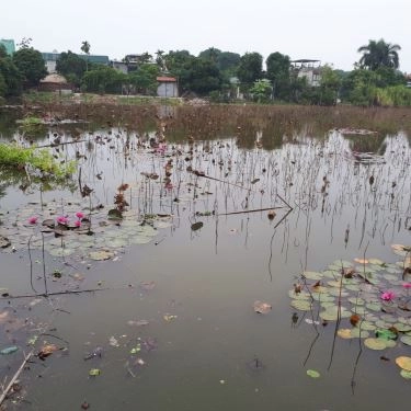 Không gian- Sen Đầm Trị - Nhà Hàng Giữa Đầm Sen