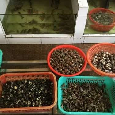 Tổng hợp- Phương Thúy - Siêu Thị Ốc