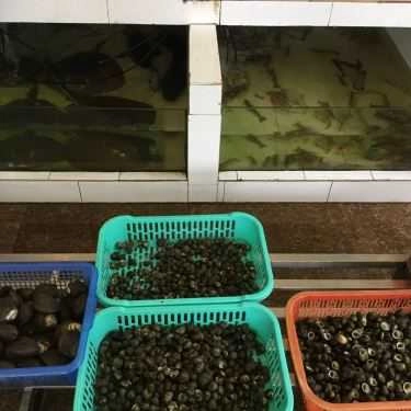 Tổng hợp- Phương Thúy - Siêu Thị Ốc