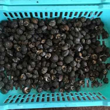 Tổng hợp- Phương Thúy - Siêu Thị Ốc