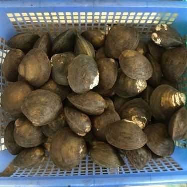 Tổng hợp- Phương Thúy - Siêu Thị Ốc
