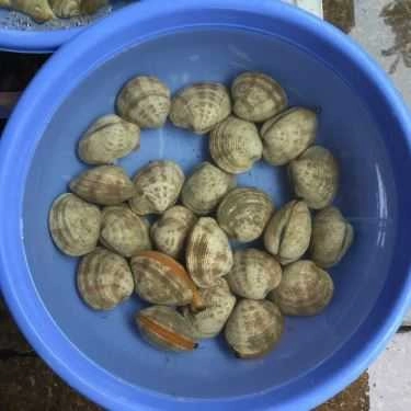 Tổng hợp- Phương Thúy - Siêu Thị Ốc