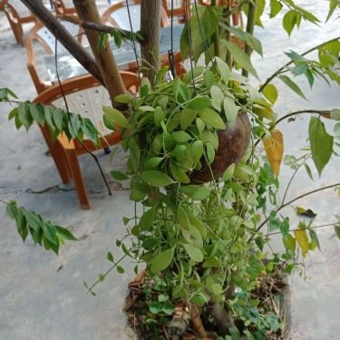 Tổng hợp- Song Nhi - Quán Ăn Gia Đình