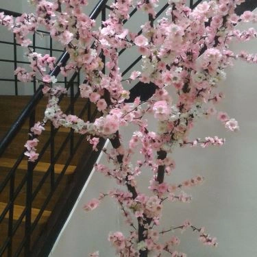 Tổng hợp- Nhà Hàng Sushi Sakura - Trần Hưng Đạo