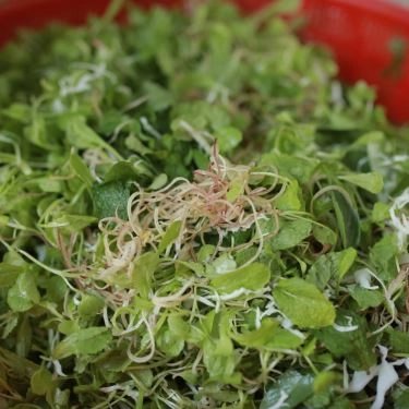 Tổng hợp- Quán Ăn Tâm Bảo - Mì Quảng Phú Chiêm