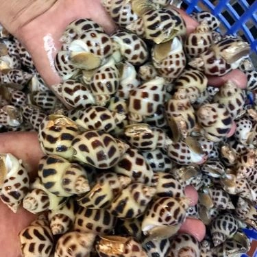 Tổng hợp- Nhà Hàng Tân Ngọc Nữ Quán - Hải Sản & Đồng Quê
