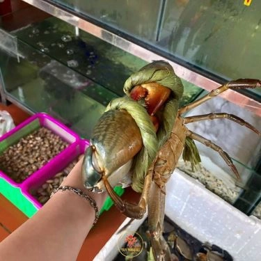 Tổng hợp- Nhà Hàng Tân Ngọc Nữ Quán - Hải Sản & Đồng Quê