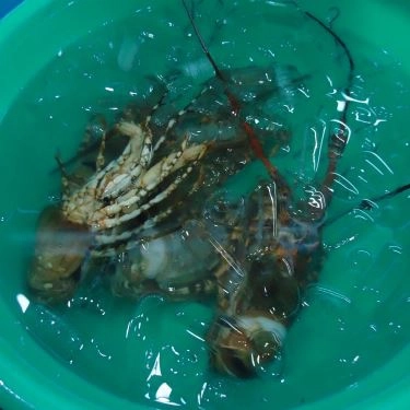 Tổng hợp- Quán Ăn Hải Sản Thanh Hiền