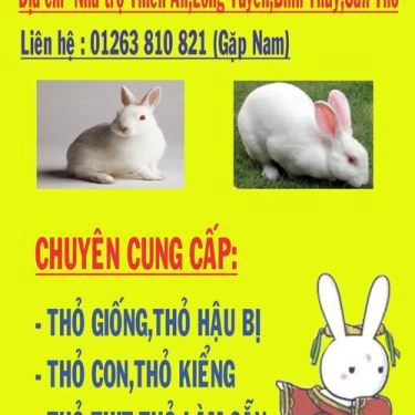 Tổng hợp- Nhà Hàng Thịt Thỏ 91