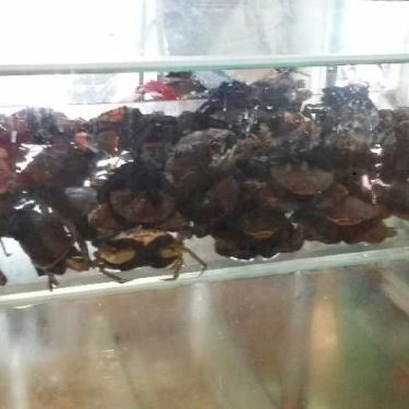 Tổng hợp- Quán Ăn Thuần Việt - Quán Ven Sông KDC Trung Sơn