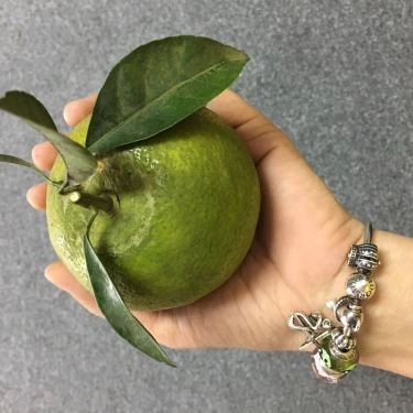 Tổng hợp- Quán Ăn Mèo Lười Shop - Đặc sản Trái Cây Phủ Quỳ Nghệ An