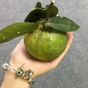 Tổng hợp- Quán Ăn Mèo Lười Shop - Đặc sản Trái Cây Phủ Quỳ Nghệ An