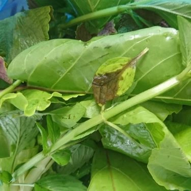 Tổng hợp- Quán Ăn Út Mập Quán - Bánh Khọt Vũng Tàu