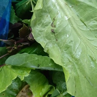 Tổng hợp- Quán Ăn Út Mập Quán - Bánh Khọt Vũng Tàu