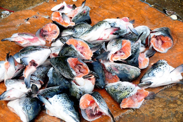 Đầu cá hồi tươi được bán từng cái với giá chỉ ngoài 10.000 đồng.