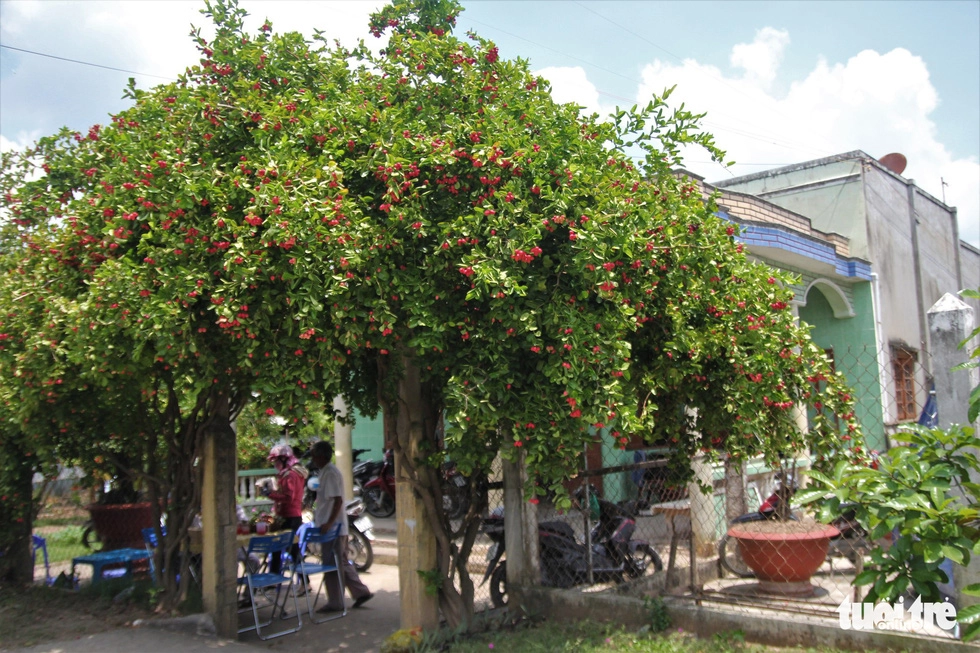 Một gốc siro được trồng trước cổng nhà dân - Ảnh: MẬU TRƯỜNG