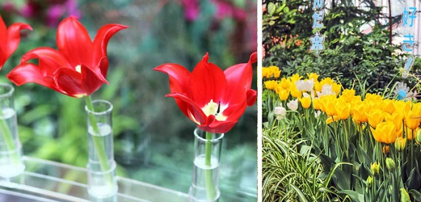 cung-dien-hoa-tulip-ruc-ro-o-nhat-ban-ivivu-2