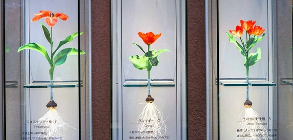 cung-dien-hoa-tulip-ruc-ro-o-nhat-ban-ivivu-3
