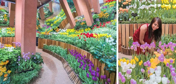 cung-dien-hoa-tulip-ruc-ro-o-nhat-ban-ivivu-4