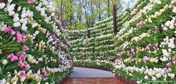 cung-dien-hoa-tulip-ruc-ro-o-nhat-ban-ivivu-6