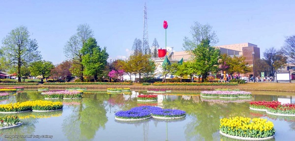 cung-dien-hoa-tulip-ruc-ro-o-nhat-ban-ivivu-7